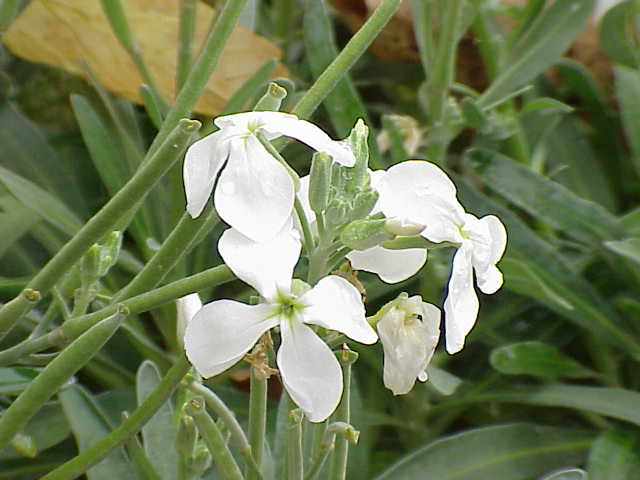 Famille de Plantes - Identification